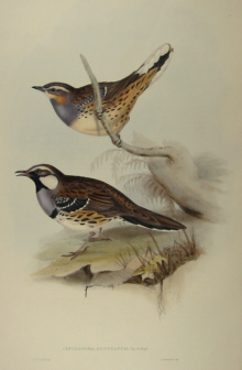 John Gould's Birds of Australia